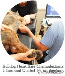 Image result for Chemodectoma