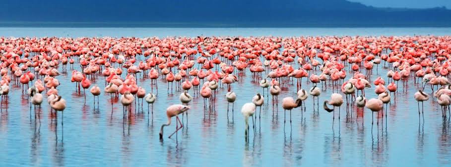 Flammingos on Lake Manyara