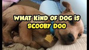Scoobert1 scooby doonote 1 is the great dane mascot of mystery inc., and pet and best friend of shaggy rogers. What Kind Of Dog Is Scooby Doo 2021 Type Of Breed Great Dane