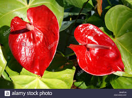 India Anthurium Flowers High Resolution Stock Photography And Images Alamy