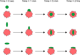 Vascular Targeting of Nanocarriers: Perplexing Aspects of the Seemingly  Straightforward Paradigm | ACS Nano