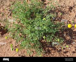 Image result for Pentzia