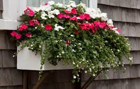 This large deciduous shrub has drooping racemes of flowers in winter which are very popular with pollinators. Window Boxes How To Choose The Best Flowers Planters This Old House