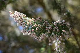 Image result for Erica arborea