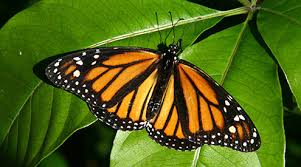 Name changed brighthouse life insurance co. Restoring Habitat For Monarch Butterflies National Wildlife Federation