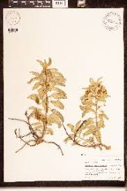 Image result for Sisyranthus imberbis