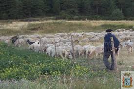 Resultado de imagen de imagenes de pastores actuales de ovejas