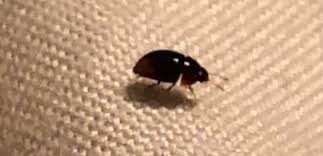 Maybe you would like to learn more about one of these? Identifying A Bug In The House Thriftyfun