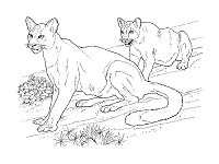 Hard and detailed pages for teens and adults. Big Cats And Wild Cats Coloring Pages And Printable Activities