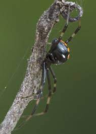 Black Widow Latrodectus Variolus Latrodectus Variolus Black Widow Widow Spider Venom
