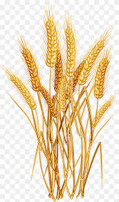 Awali dulu dengan gambar gambar. Cartoon Wheat Png Images Pngwing