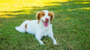 The brittany dog has a medium size body with a stout chest, robust legs, and a docked tail. Brittany Full Profile History And Care