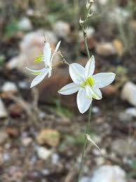 Image result for Chlorophytum galpinii