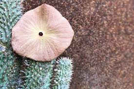 Image result for Hoodia currorii