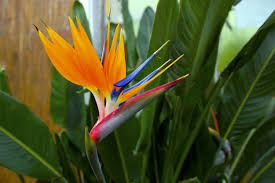 Check spelling or type a new query. Top 10 Most Beautiful Hawaiian Flowers