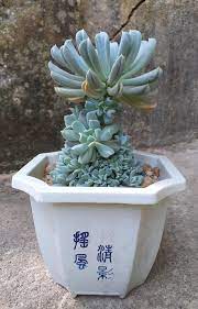 Indeed, the slightest frost would terminate it. My Echeveria Topsy Turvy With Lots Of Pups Succulents