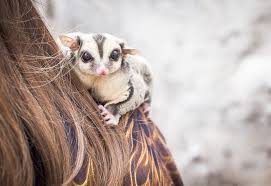 Sugar Glider Barking What Does It Mean Vet Explains Pets