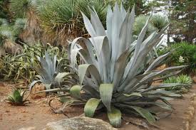Image result for Agave americana