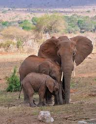 African Elephant Family Drink From A Small Waterhole At Taita Hills National Park Kenya African Elephant
