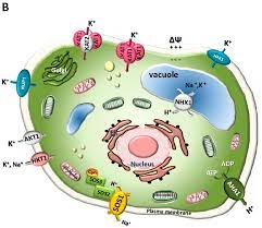 Check spelling or type a new query. Ijms Free Full Text Saccharomyces Cerevisiae As A Tool To Investigate Plant Potassium And Sodium Transporters Html