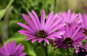 Dai baschi da donna ai cappellini estivi e invernali, trova il tuo preferito. Osteospermum La Margherita Che Viene Dall Africa
