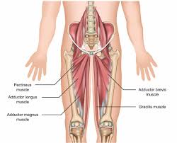Evenly distribute weights from your upper body into the. Men S Groin Pain What S So Hip About It Lakeview Physiotherapy Blog