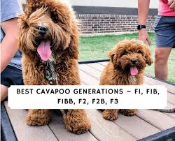 As a mix between cavalier king charles spaniel and poodle parents, you can expect cavapoos to be small to medium, depending on the size of the poodle parent. Best Cavapoo Generations 2021 F1 F1b F1bb F2 F2b F3 We Love Doodles