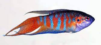 The 27 Most Colorful Freshwater Fish For Your Aquarium