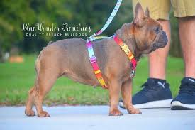 We often have french bulldog puppies that haven't been placed on our site yet, so please contact us if you don't see the puppy of your dreams available here, or if you are looking for a future french bulldog puppy. Rare Colors In French Bulldogs