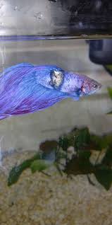 Betta Fish Gore Warning This Gouge In Our Betta Has Been Getting Worse And Worse By The Day We Ve Tried Medicine For Body Betta Fish Betta Fish Tank Themes