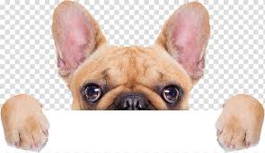 Free animal shelter clipart in ai, svg, eps and cdr | 1,000 animal shelter clipart free pictures among +73,060 images. Dog Cat Animal Shelter Animal Rescue Group Donation Dog Transparent Background Png Clipart Hiclipart