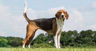 The english foxhound is a substantial galloping hound of great stamina. English Foxhound Dog Breed Profile Petfinder