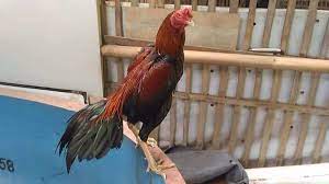 .beternakayam #ayampetarung petarung purnawan yogjakarta ayam petarung purnawan jogjakarta ayam bangkok jantan dan betina ciri ayam pukul jalu ciri ayam pukul mati jenis ayam petarung terbaik saat ini jenis laga ayam pkp ayam thailand jirayut ayam thai basil ayam rambon petarung. Ayam Pukul Saraf Ciri Ciri Sisik Jenis Kelebihan Cara Mengobati