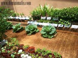 Wah jika dilihat sangat indah ya. Berkebun Sayur Di Lahan Sempit Pekarangan Rumah Minimalis Anda