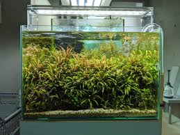 Maybe you would like to learn more about one of these? Nano Aquarium Lights Guide Fish Laboratory Aquatics