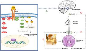 NGF and the Male Reproductive System | Encyclopedia MDPI
