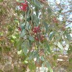 Image result for Tapinanthus oleifolius