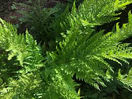 Image result for Dryopteris athamantica