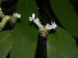 Image result for Aponogetonaceae