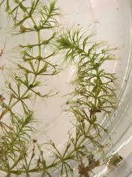 Image result for Aldrovanda vesiculosa