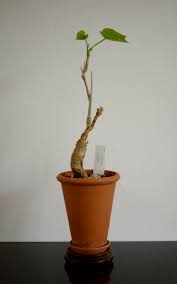 Image result for Tinospora fragosa