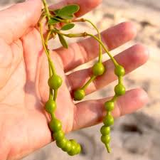 Image result for Maerua prittwitzii