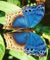 Https Www Youtube Com Watch V Pom L6sqgke T 652s Beautiful Butterflies Beautiful Butterfly Photography Butterfly Photos
