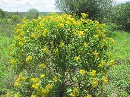 Image result for Psiadia punctulata