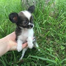 Chihuahua charlotte, north carolina, united states. Chihuahua Puppy For Sale In Houston Tx Adn 33101 On Puppyfinder Com Gender Male Age 9 Weeks Old Chihuahua Puppies Chihuahua Puppies For Sale Chihuahua