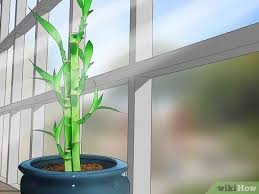 We did not find results for: How To Care For An Indoor Bamboo Plant 14 Steps With Pictures