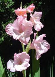 Read our complete gladioli planting and caring guide at love the planting gladioli. Gladiolus Plant Growing Guide How To Grow Gladioli