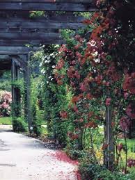 How to choose, plant and grow flowering vines. The Romantic Pergola Garden Landscape Ontario