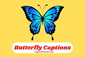 180 Butterfly Captions And Quotes For Instagram Cute Attractive