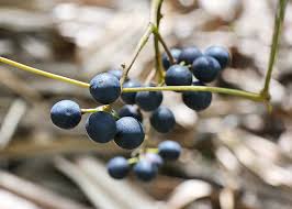 Image result for Ampelocissus